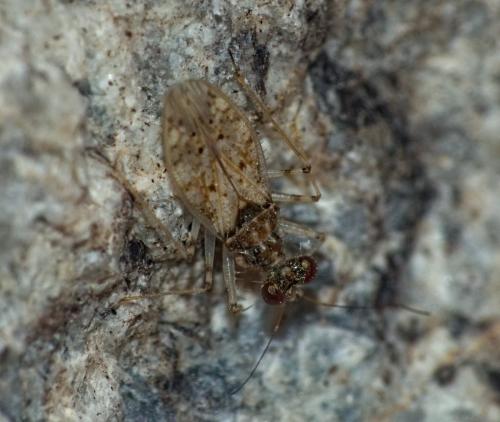 Leptopus marmoratus